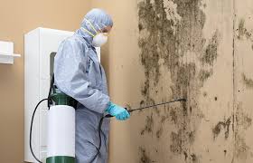 Best Attic Mold Removal in USA